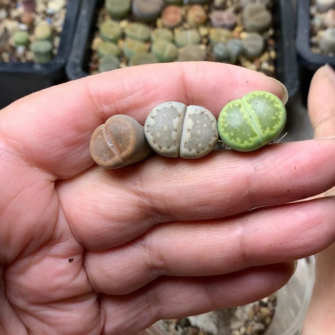 °D125多肉植物保护