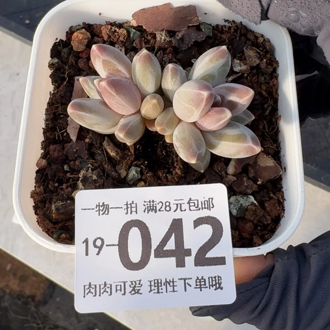 乌拉克拉无盆土发货无