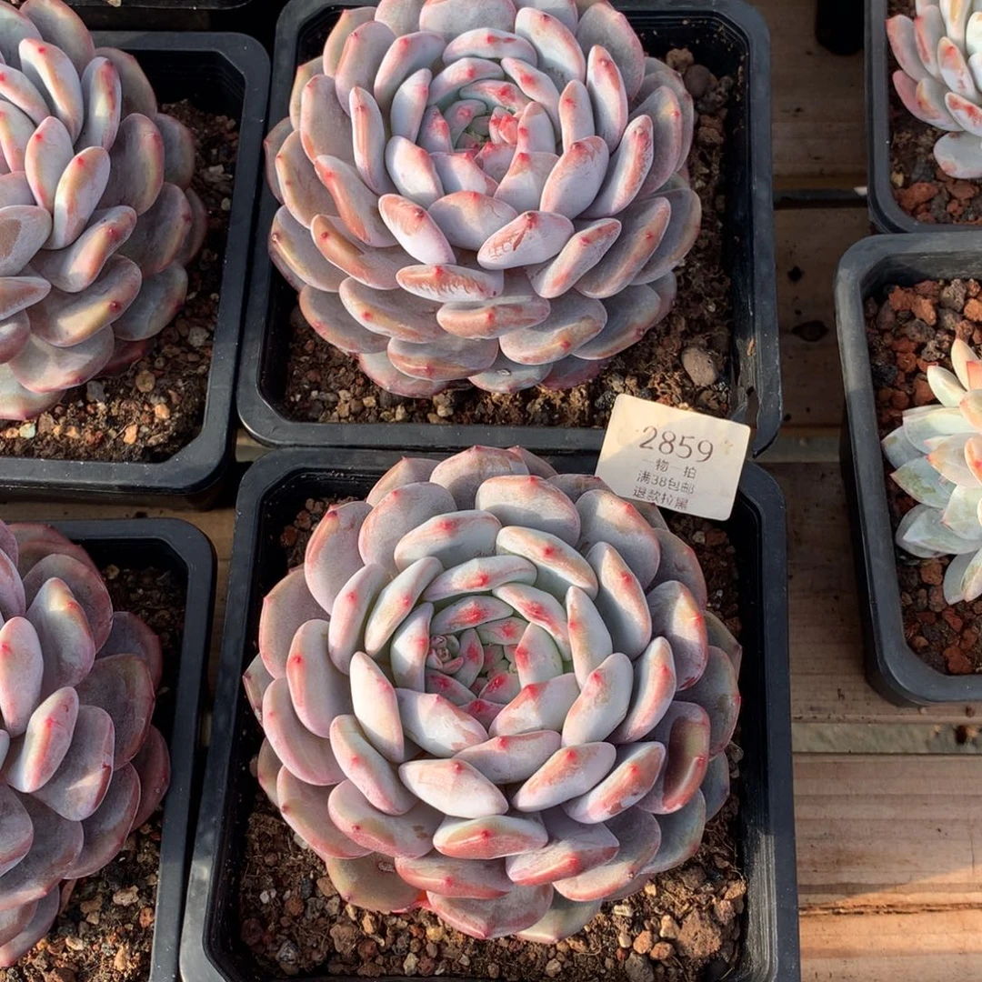 13厘米单头星影两颗2859