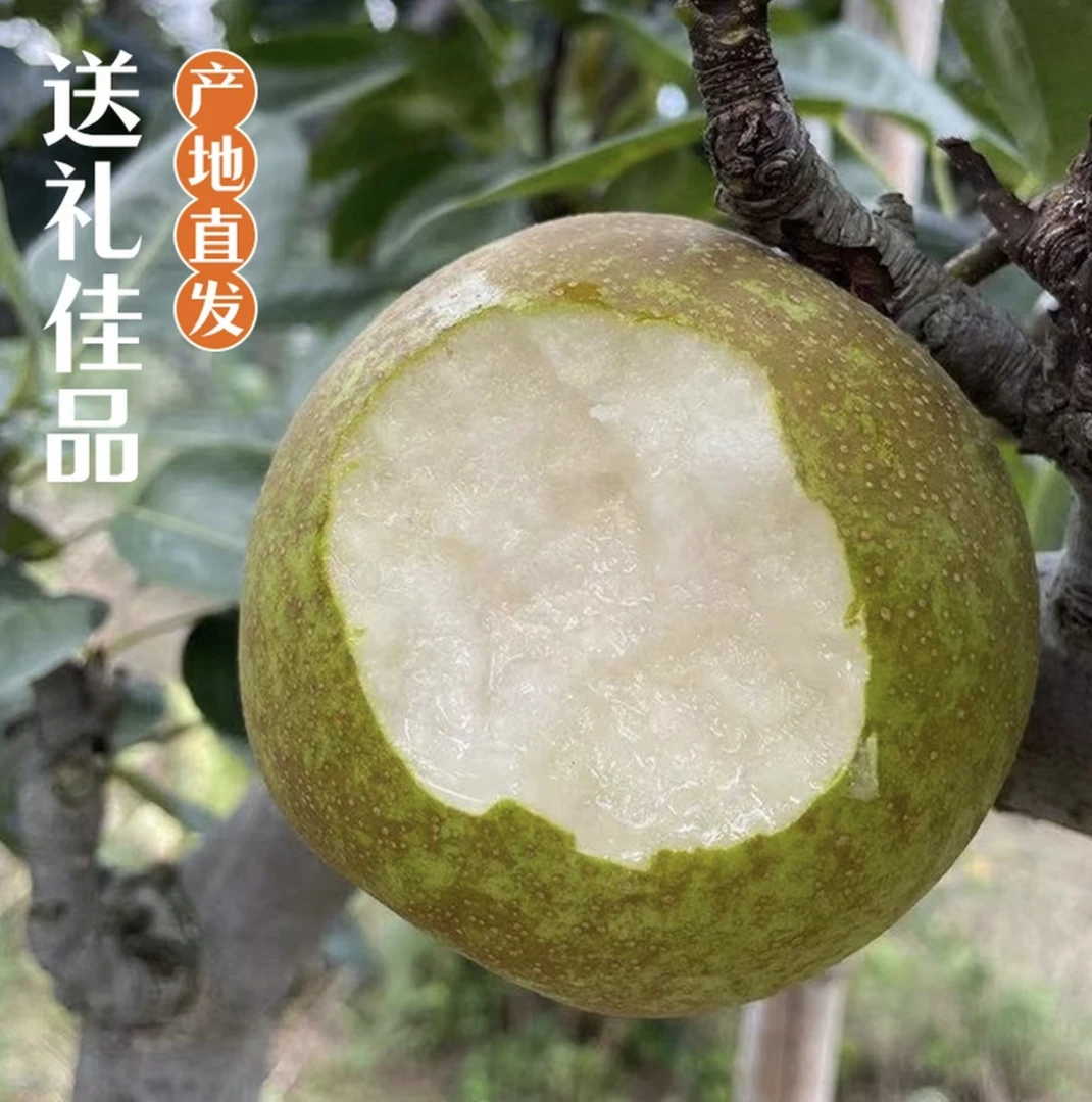 【顺丰包邮】安徽砀山产地优选（花翠玉）新鲜水果梨子现摘现发