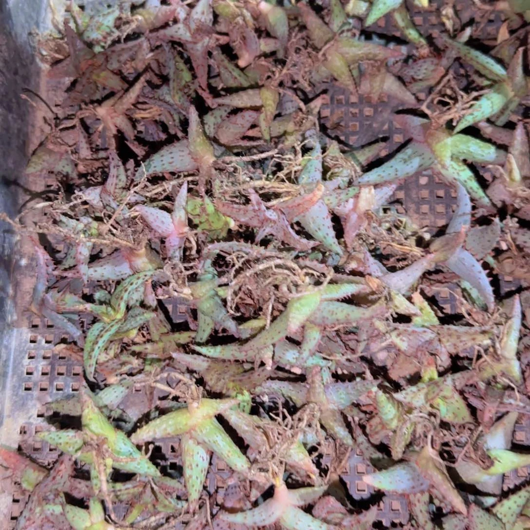 块根植物块根植物块根