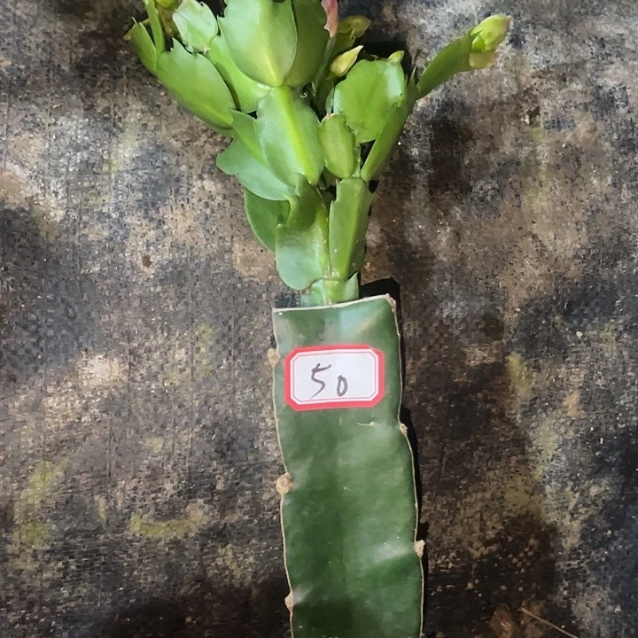 满***陈，51号带盆082花卉大王