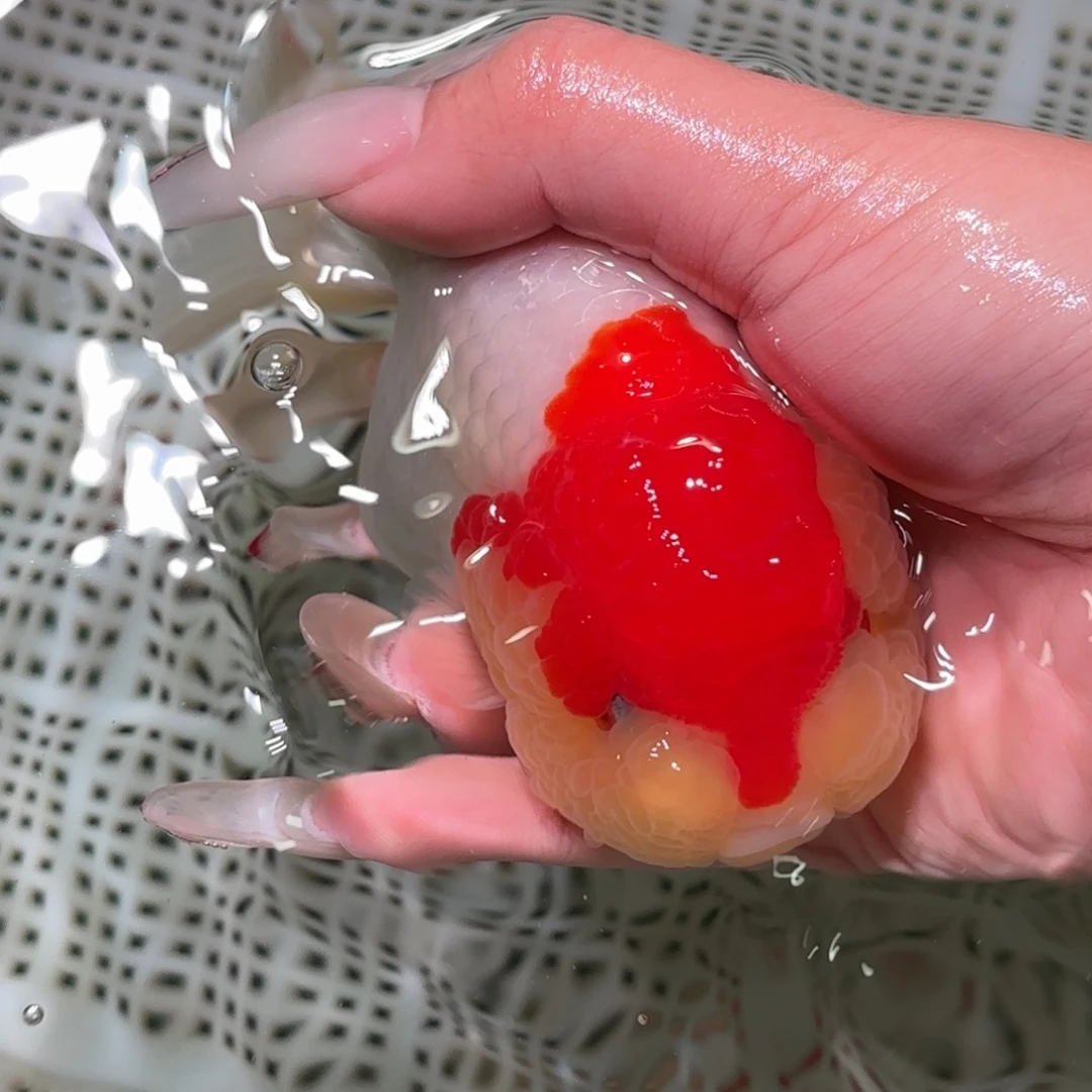 大***陈金鱼拍包装包邮，不拍包装运费到付