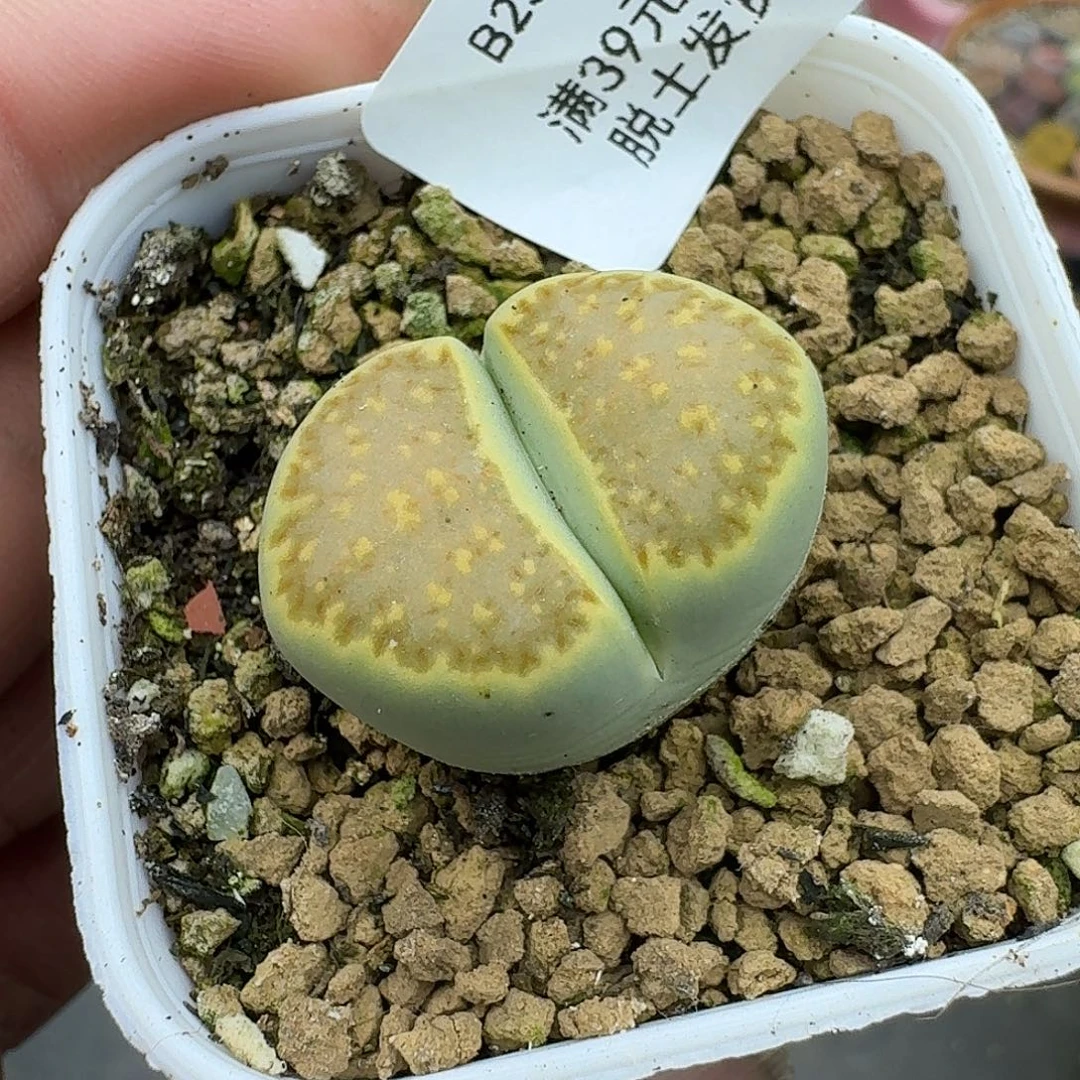 233多肉哈哈哈哈哈哈哈哈