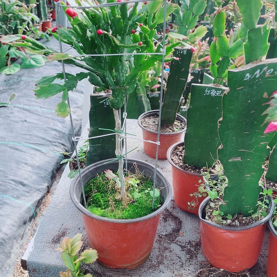 甜***✿完全开放叶仙嫁接蟹爪兰福利