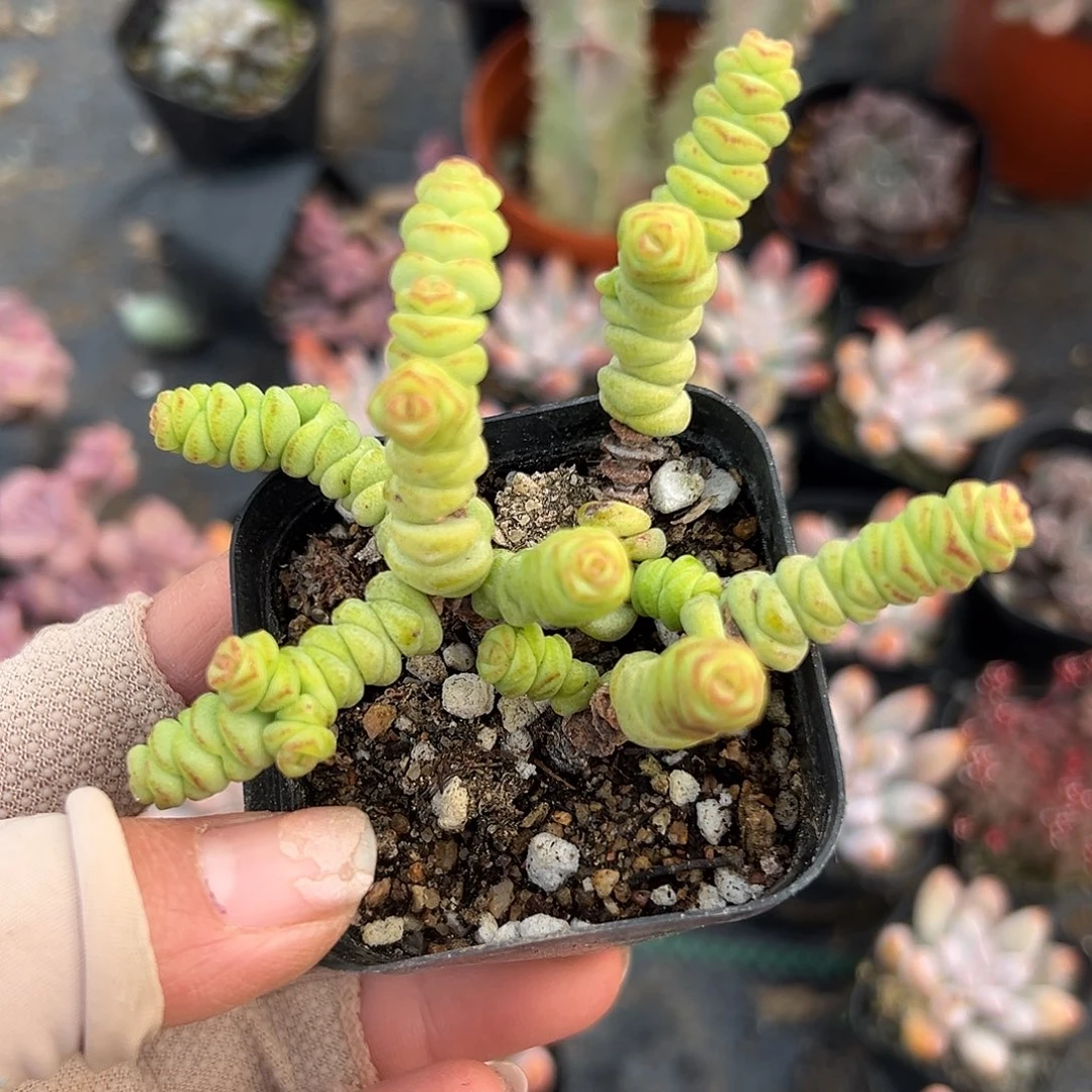 多肉植物多肉植物