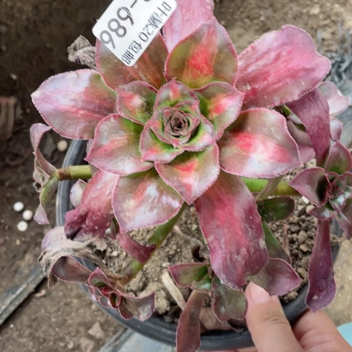 686魅影中班多肉123456789