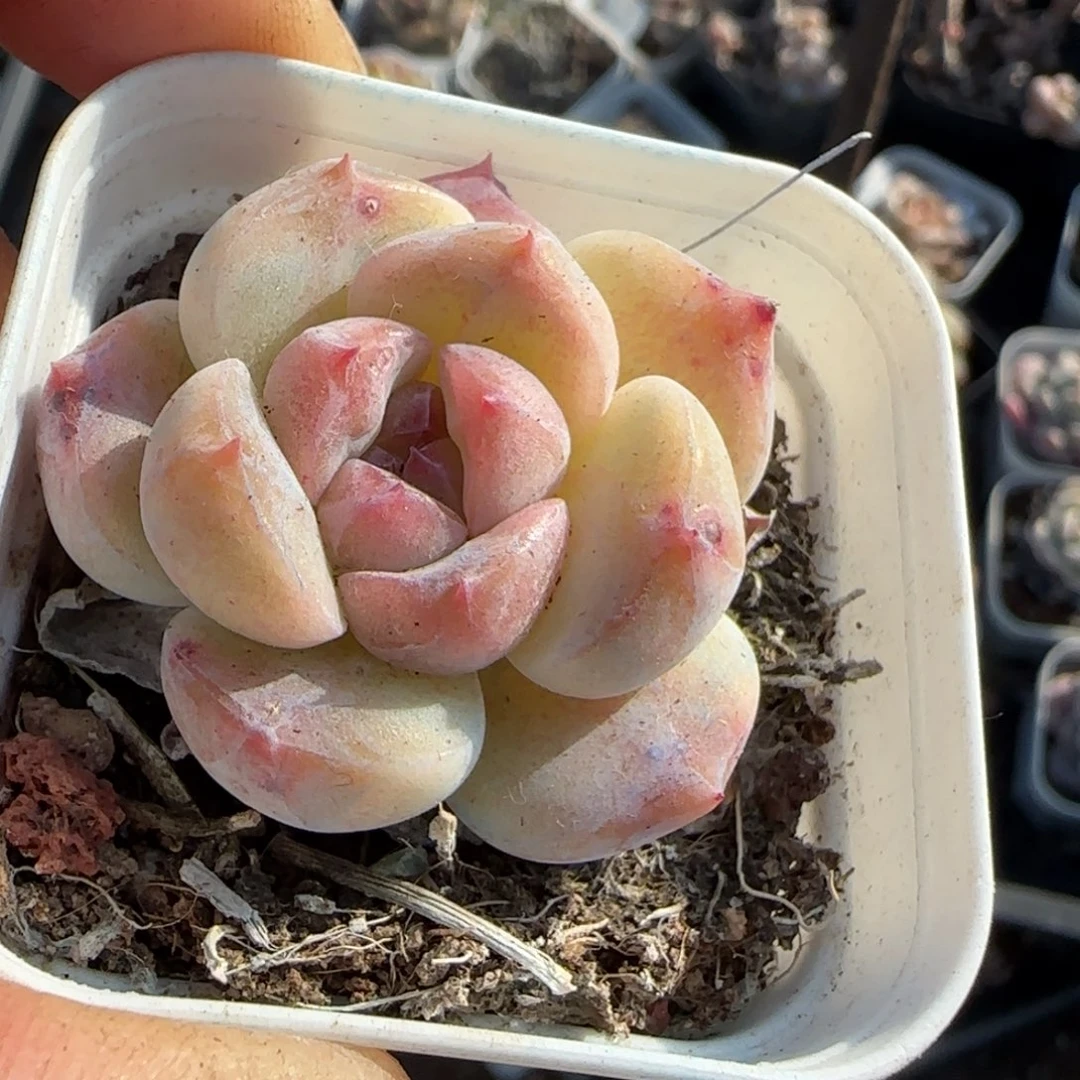 多肉小卡拉米糖心一物一拍