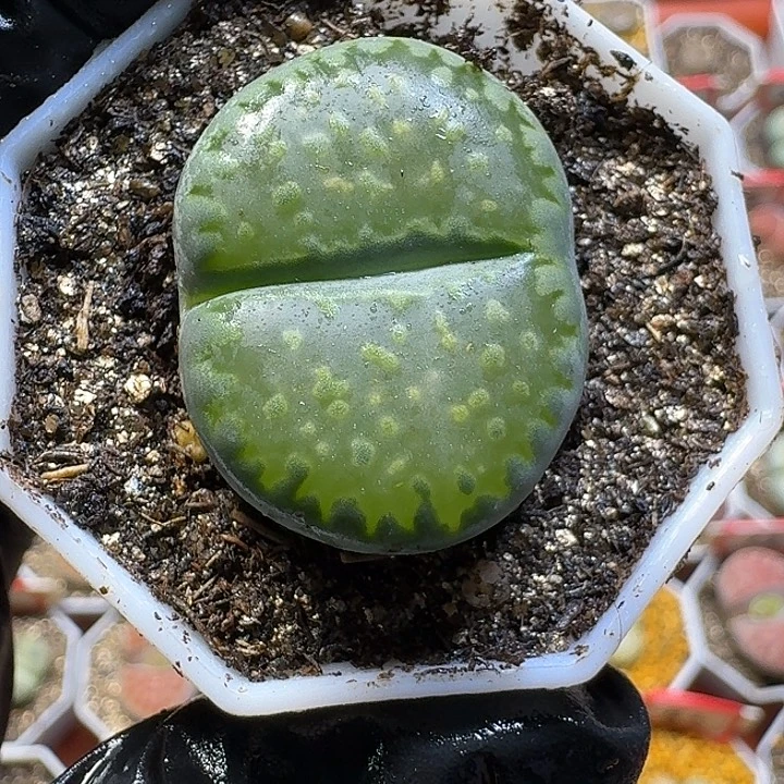 双***楼生石花3:：，在。 57号