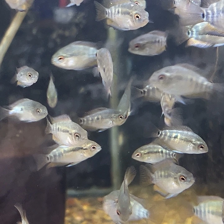 慈鲷2-3黄麒麟2只