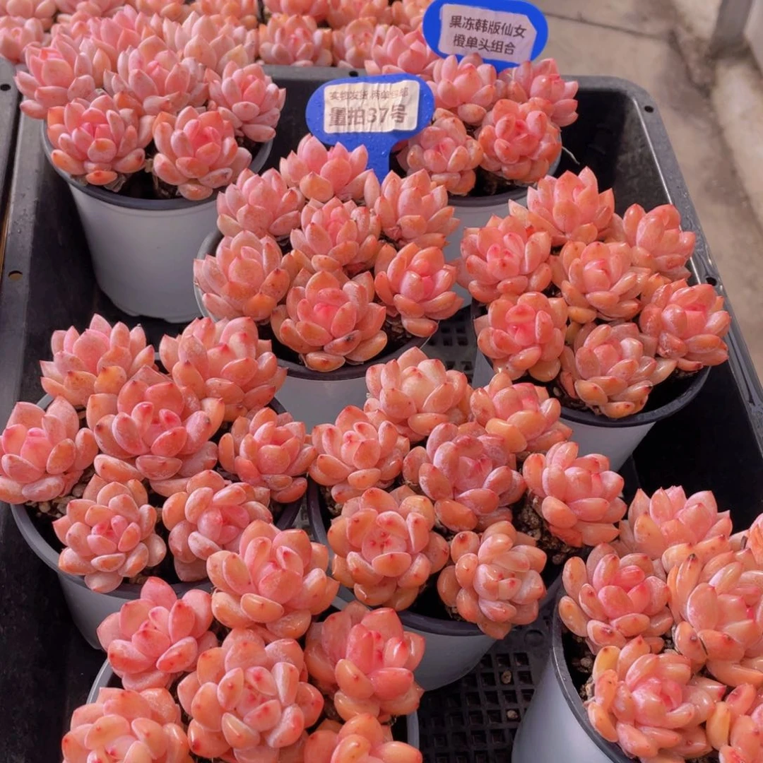 37号 果冻韩版仙女橙单头组合7个