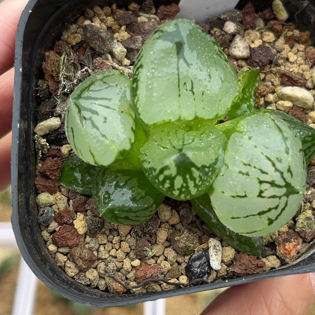 73巨大化虞美人福利专场