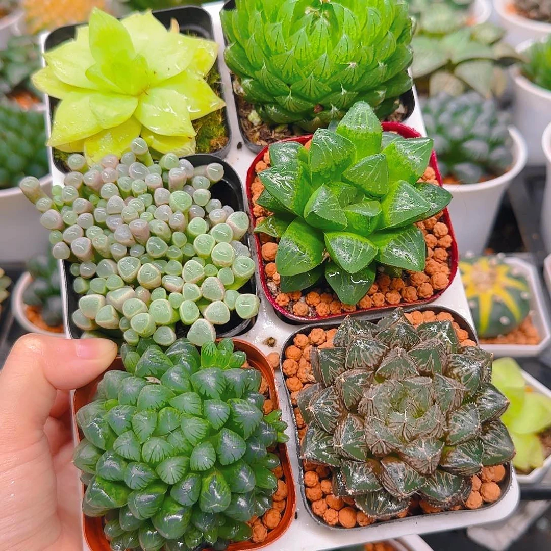 玉露六件套多肉，不带托架