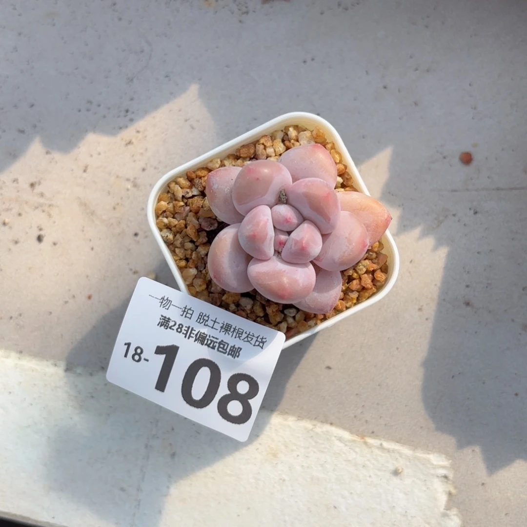 香水奶老桩多肉多肉