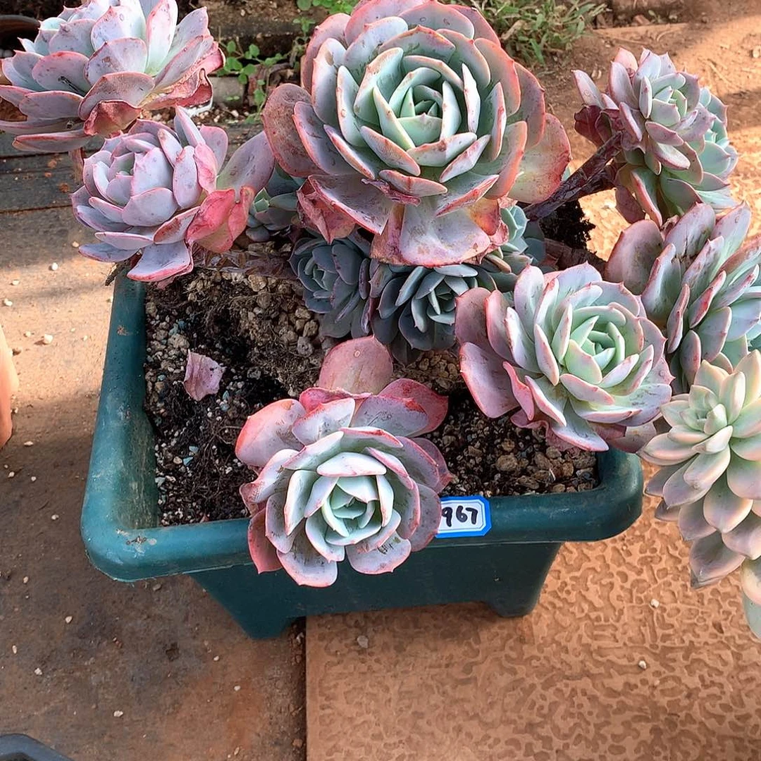 967台阁 一物一拍多肉