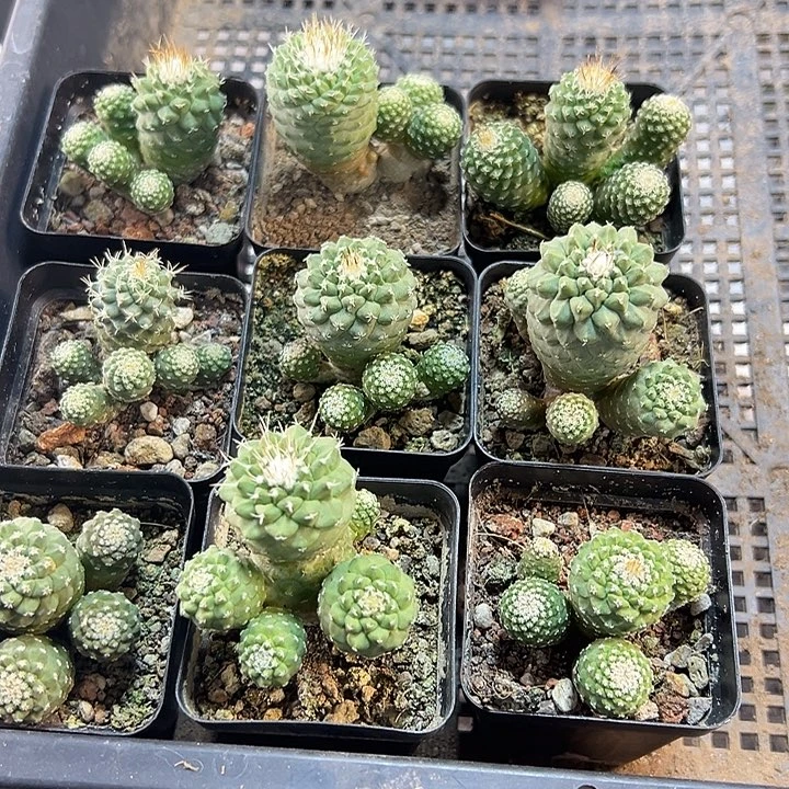 实生菊水5头4公分带盆