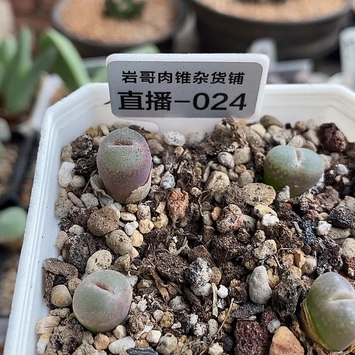 AP种源安格尼斯之眼风铃