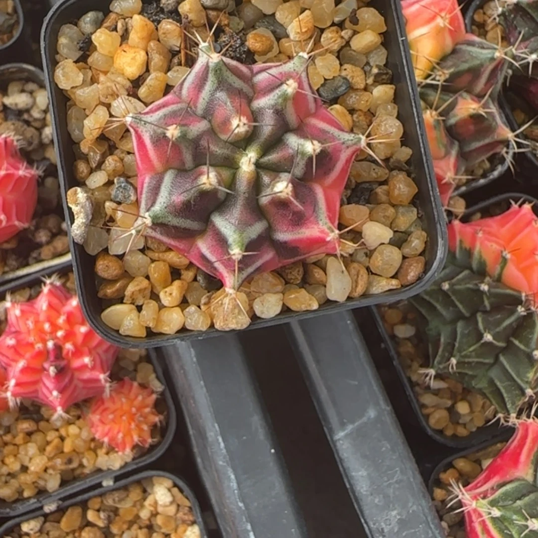 25511229泰国发货多肉