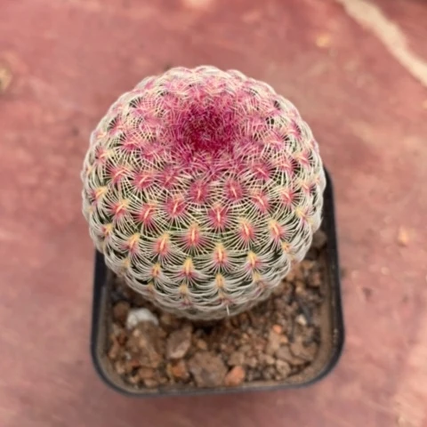 实生红太阳4仙人球