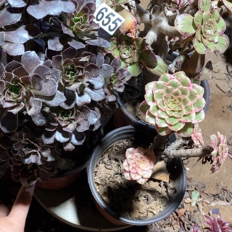 我***康655三颗法师多肉植物