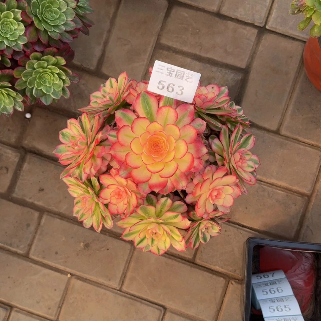 苦***萝多肉植物563倾城