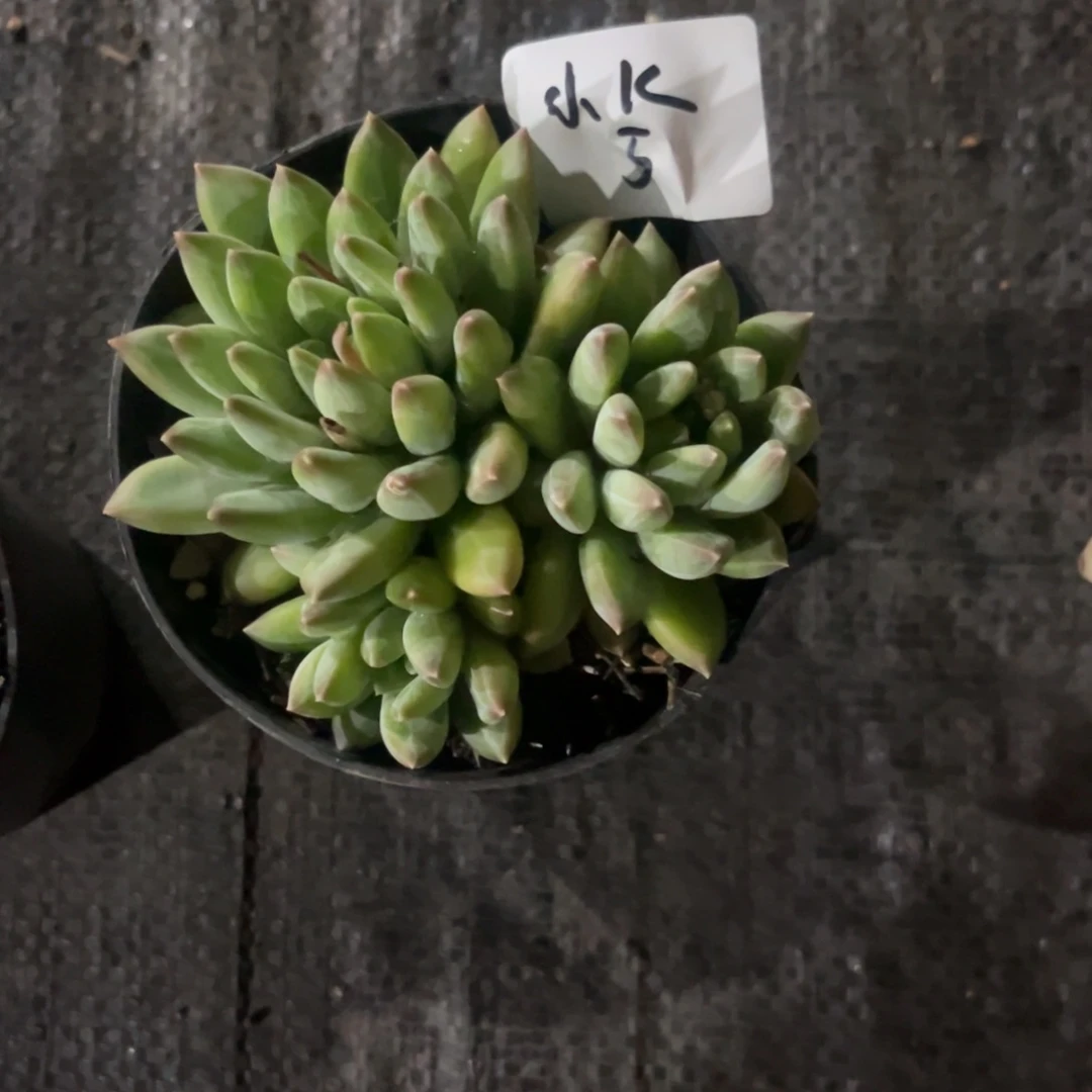 小*陨石多肉植物