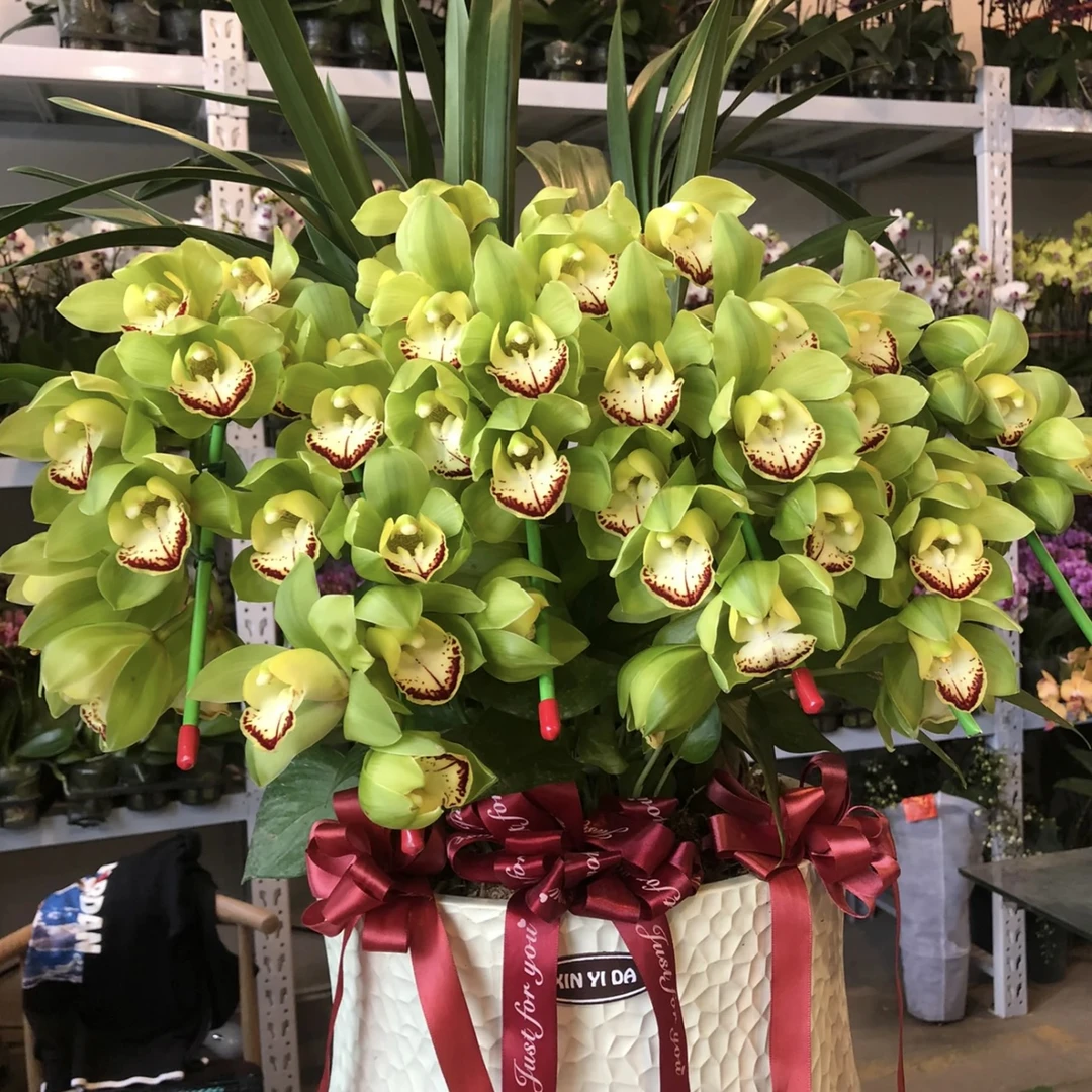 往日回忆 拱兰大花蕙兰年宵花盆栽花卉多年生室内阳台易养护