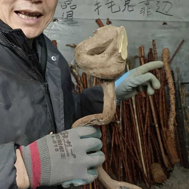 稳定木二*河贵州檬子木   铁马鞭   根艺  半成品