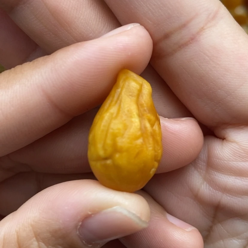 【闪购商品】琥珀颈饰未镶嵌