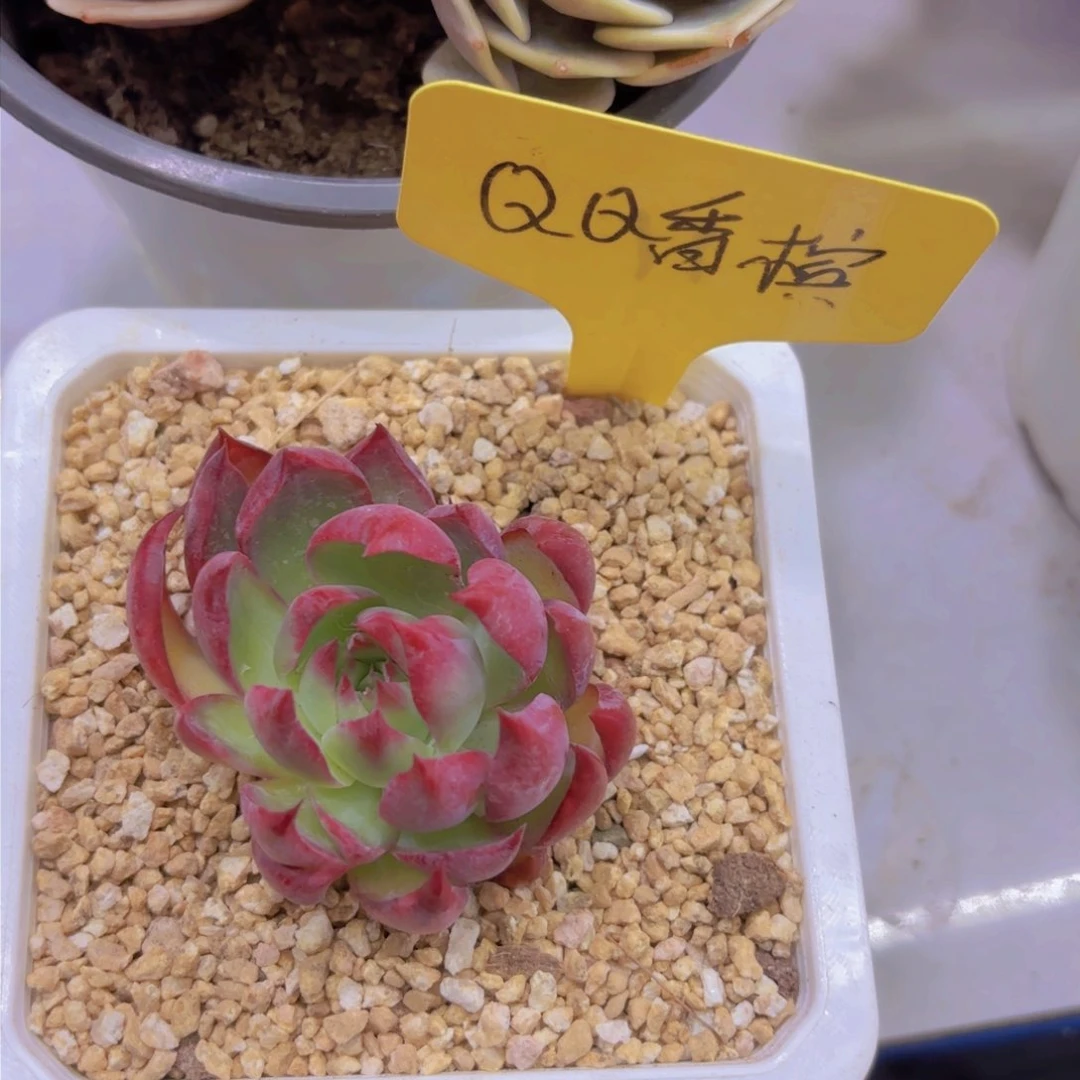 巅***生我的小可爱们都好可爱啊