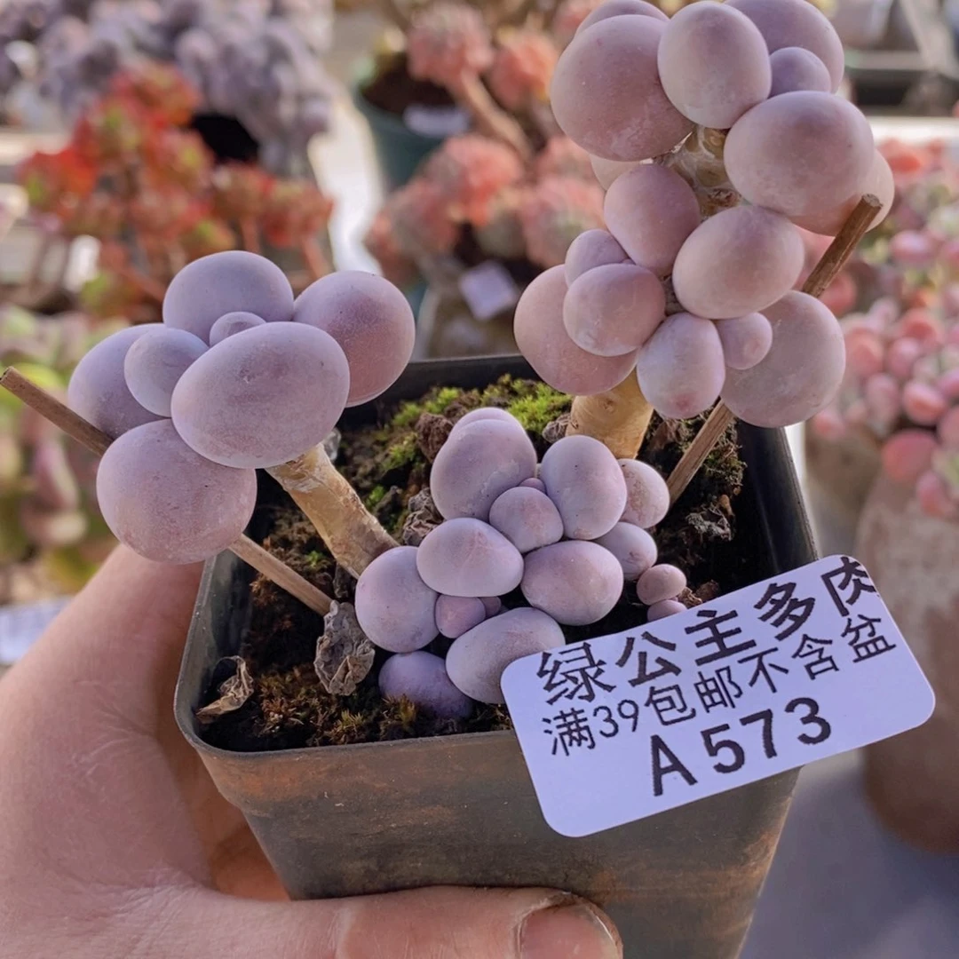 芭比奶洛7cm573多肉植物