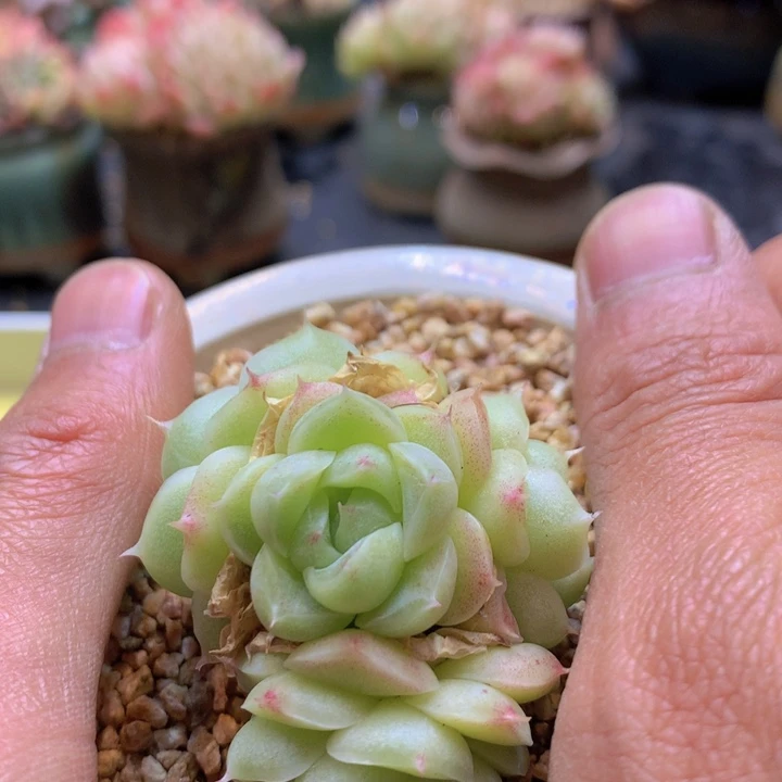 一物一拍满38包邮F188不带盆