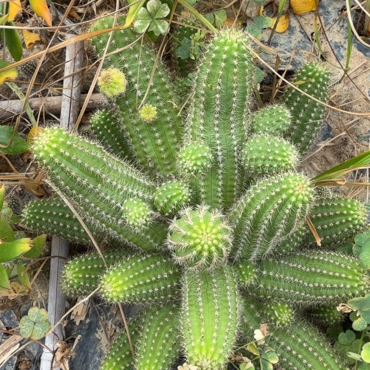 白檀仙人掌群生175