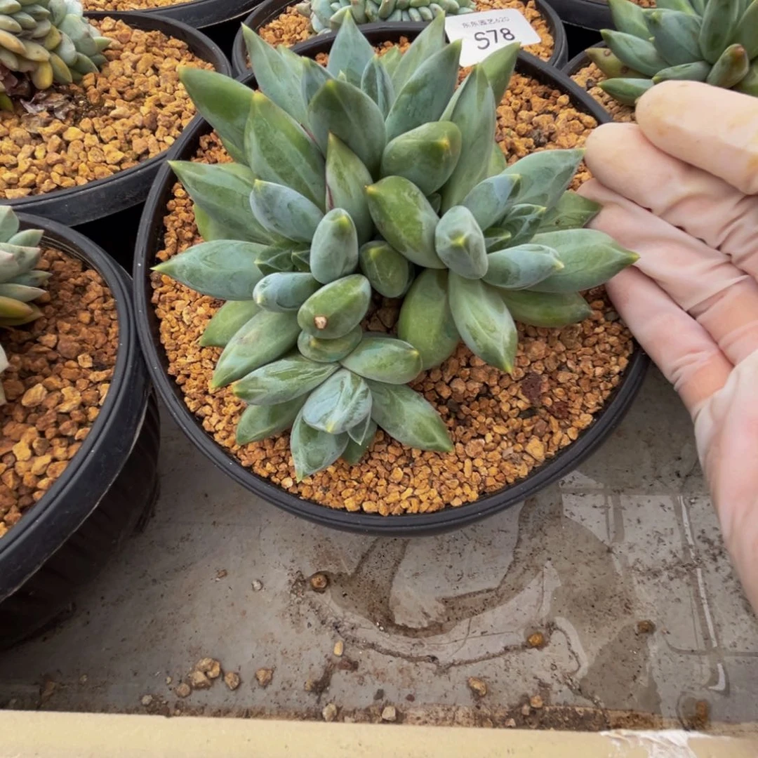 s78重楼群生呀呀呀