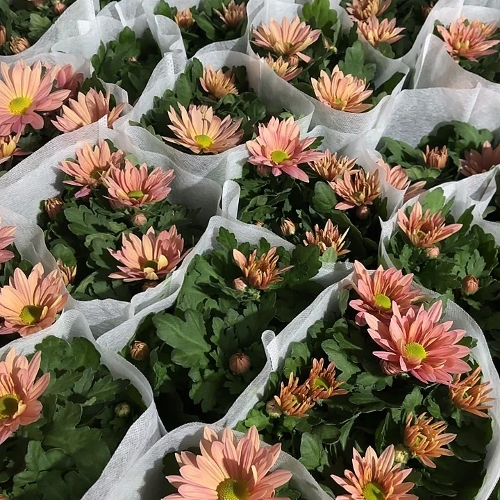 全部花苞三文鱼变色龙菊花