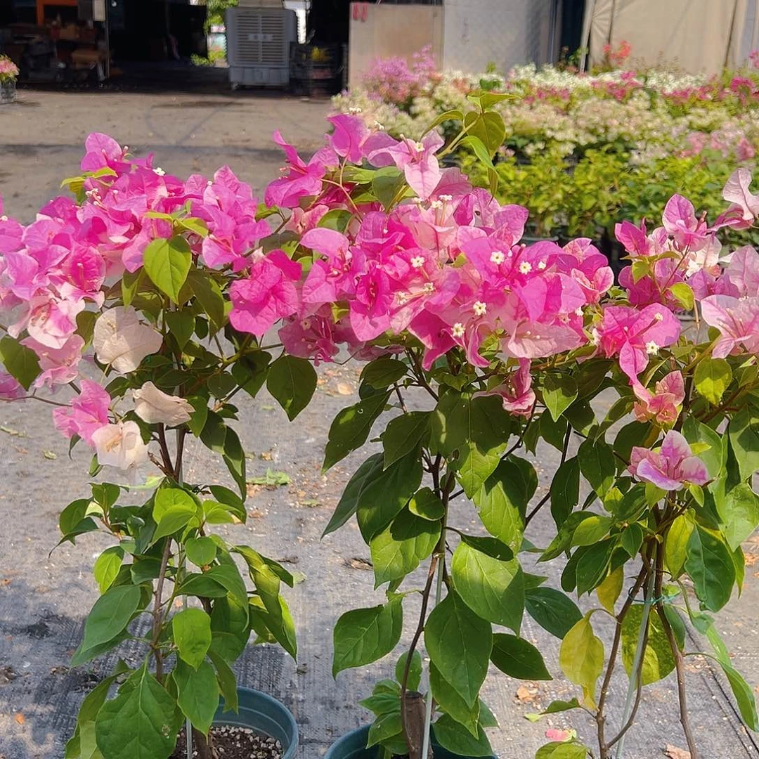 当前无花栽培后可以开花漳红樱带竹一棵