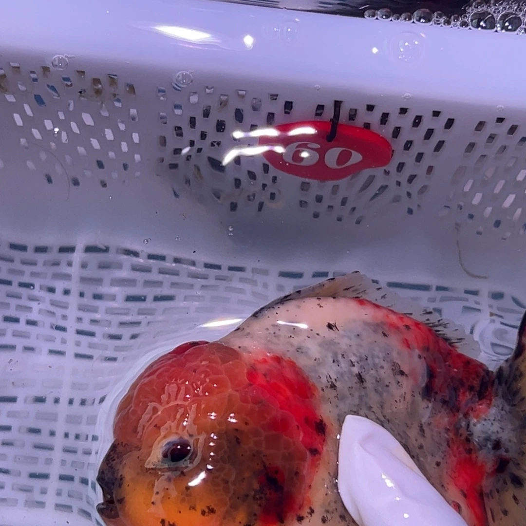G***a海水鱼包邮时也可以在其上签名或者