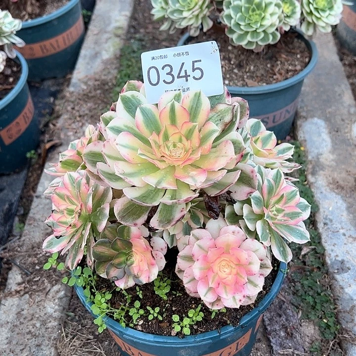 0345倾城多肉植物