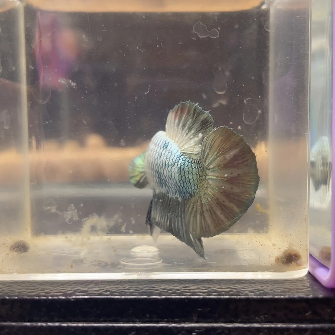 海水鱼可博101022