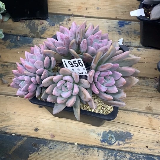 T***.奥普琳娜朵朵956 亏本处理不退不换7-8天左右