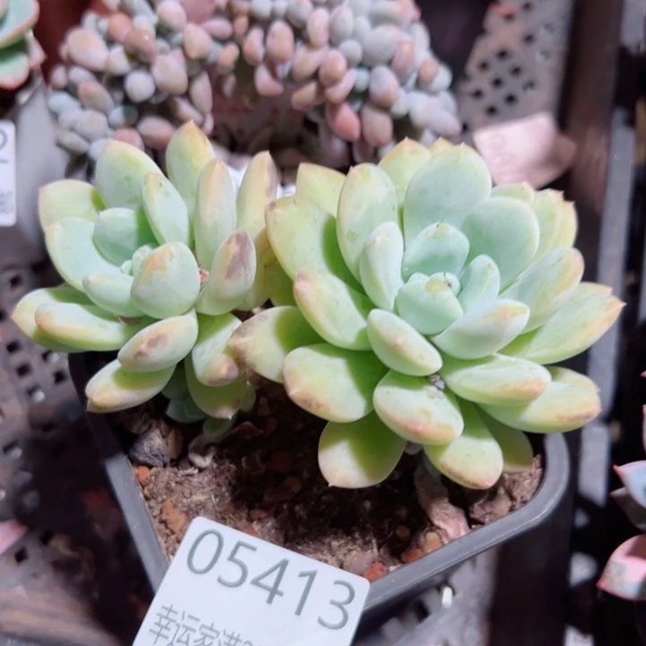 幸运的是我还没遇到过