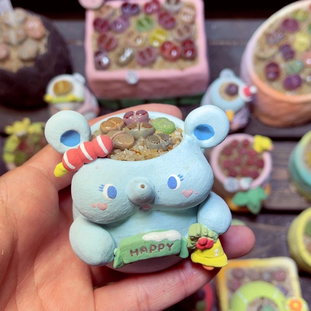 狂***腿455生石花带盆发1