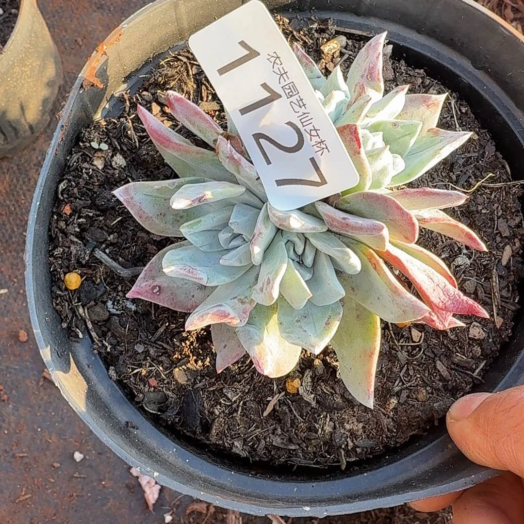 3代杂交仙女杯多肉福利新品