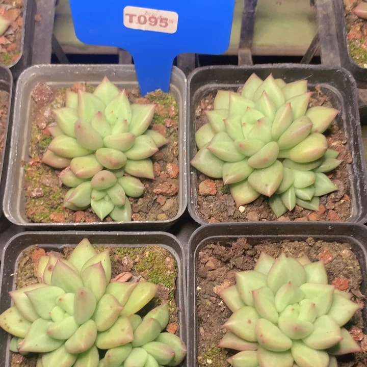 t095象牙脱土发货