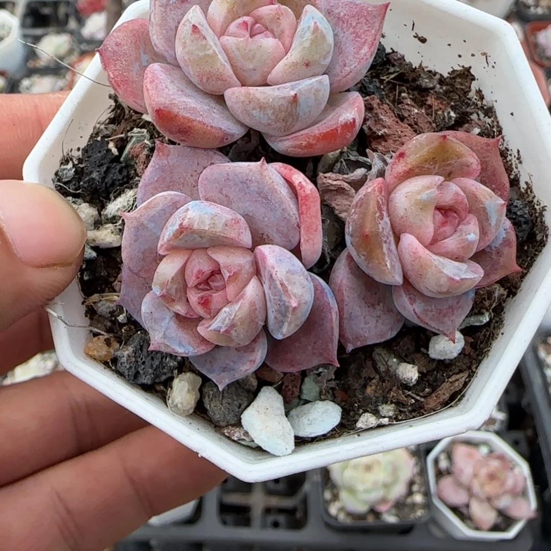 小卡拉米糖心一物一拍