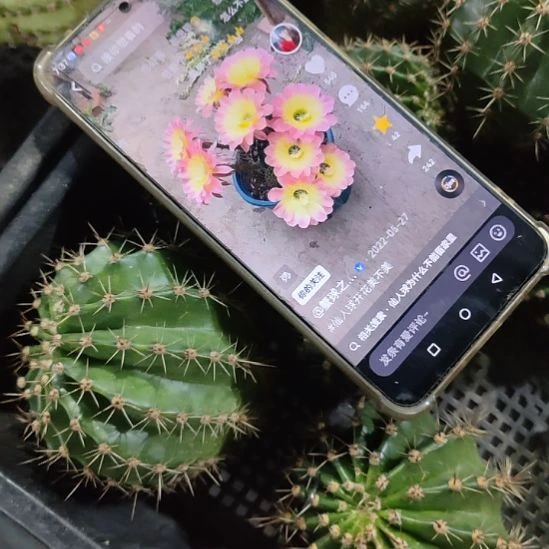 仙人球彩草切西尔公主侧芽