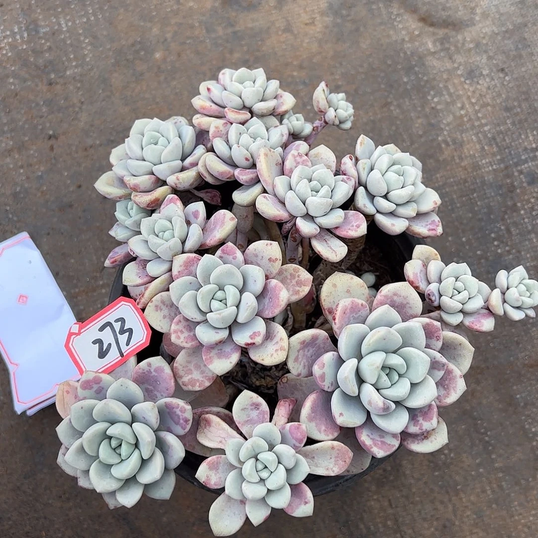 273号花斑鹿，一物一拍