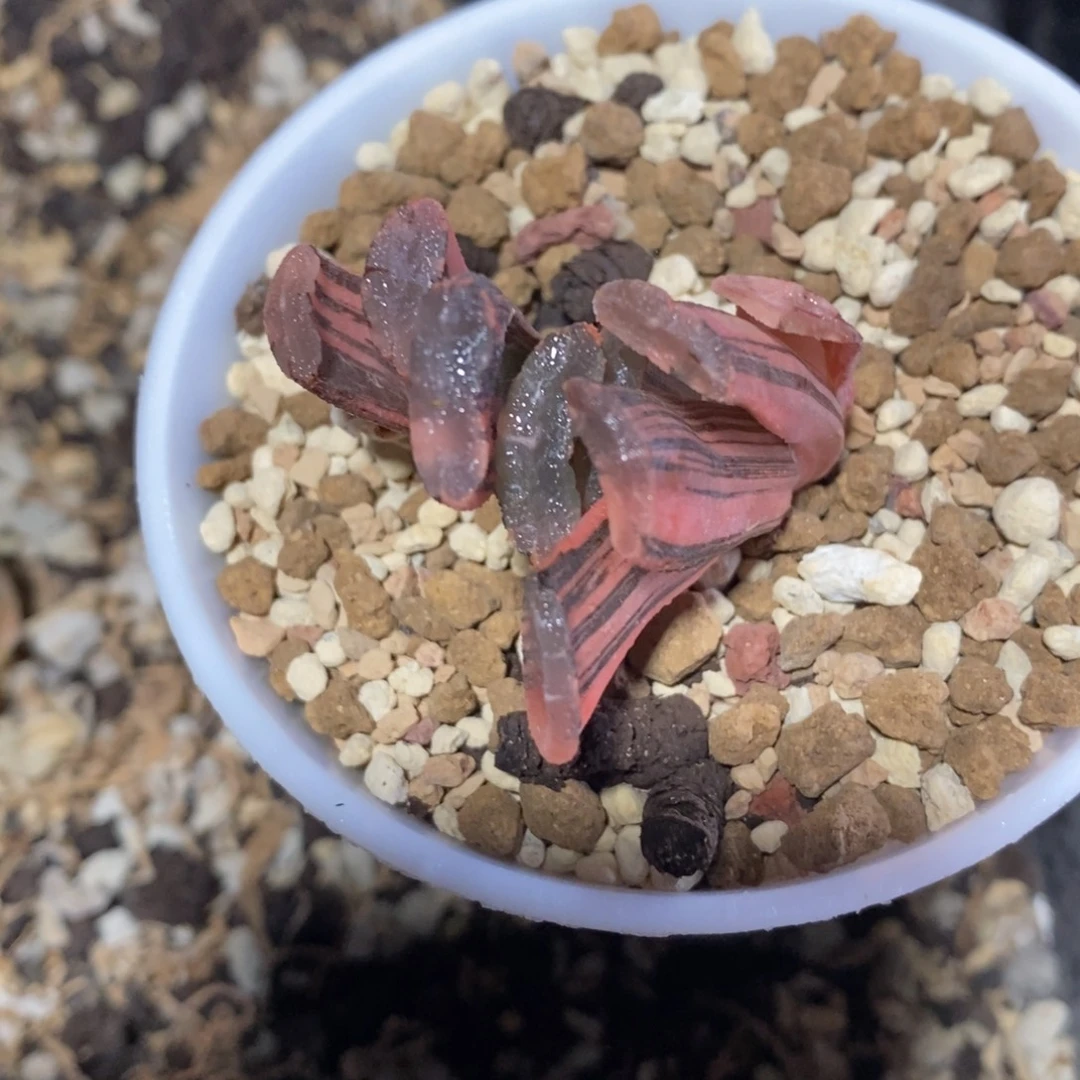 一颗实生玉扇锦 开播福利