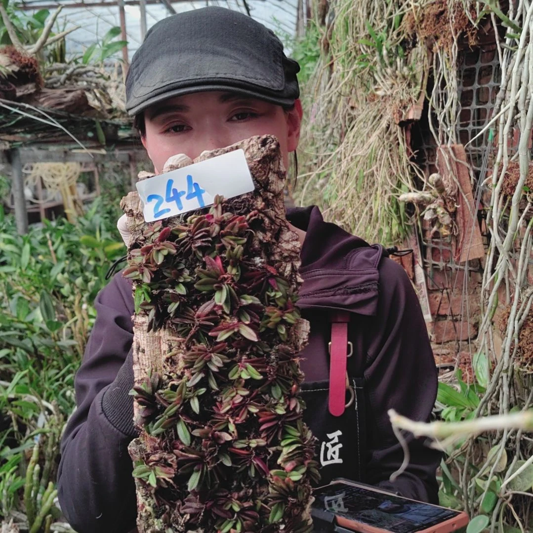 244匙唇兰花卉植物微景观