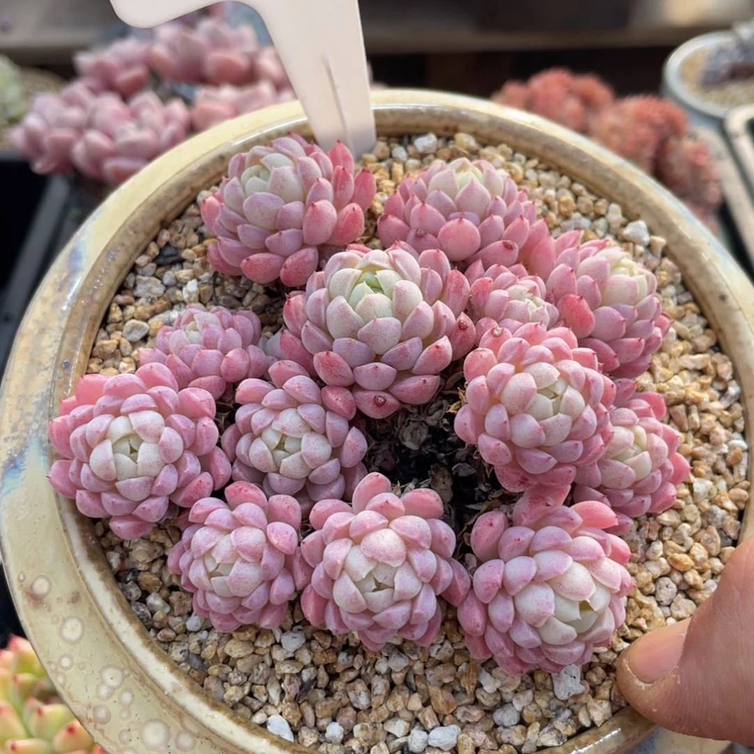 100羊脂球不带盆10厘米不包整